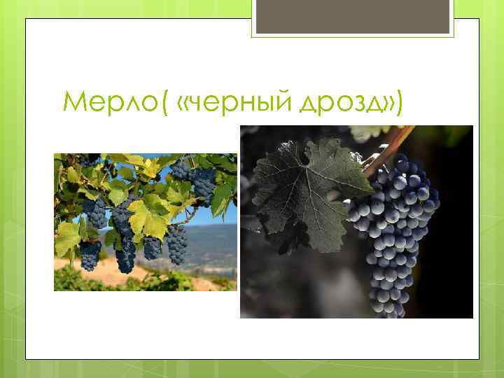 Мерло( «черный дрозд» ) 