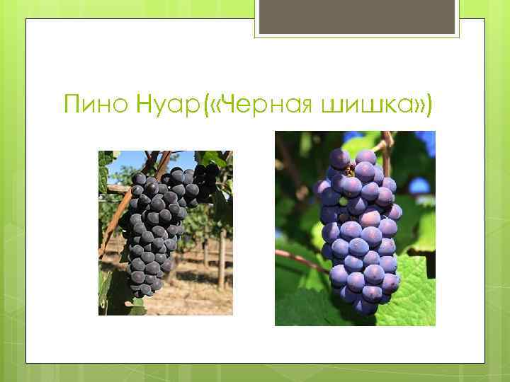 Пино Нуар( «Черная шишка» ) 