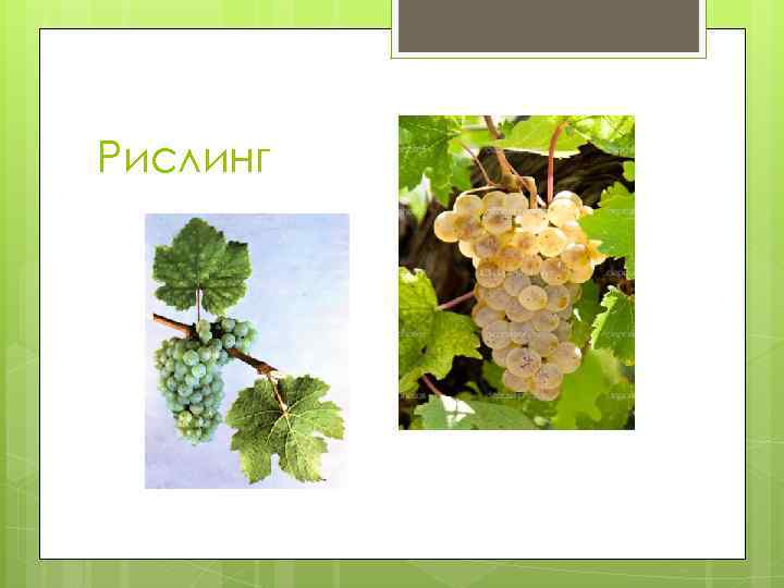Рислинг 