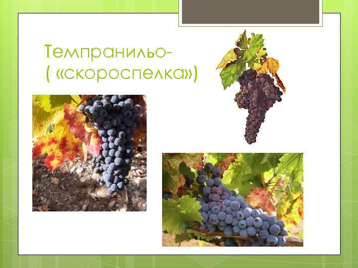 Темпранильо( «скороспелка» ) 