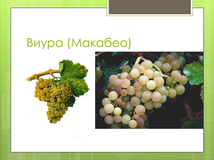 Виура (Макабео) 