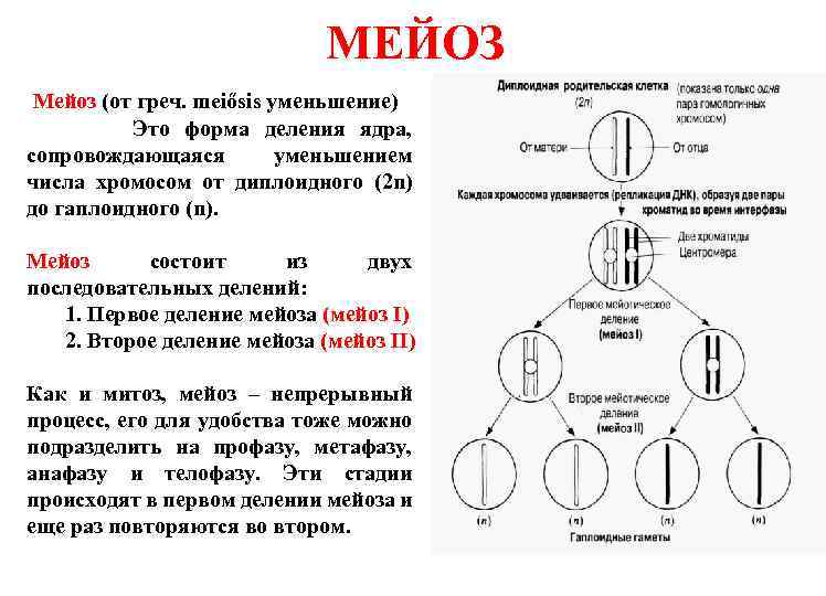 Дочерние клетки диплоидные