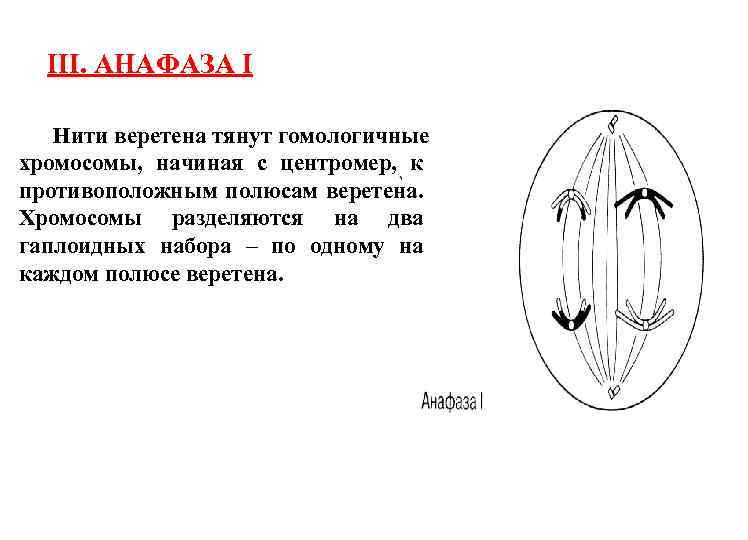 Формирование веретена деления