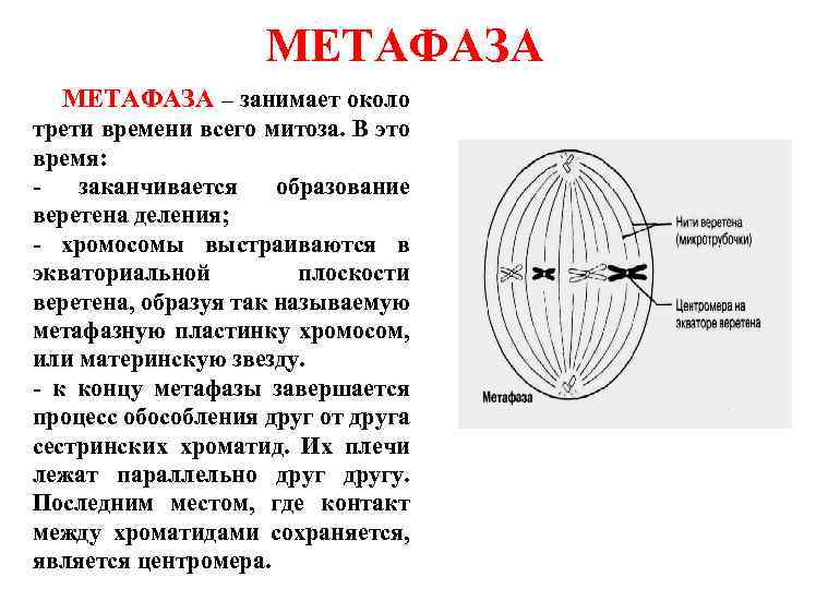 Характеристика метафазы