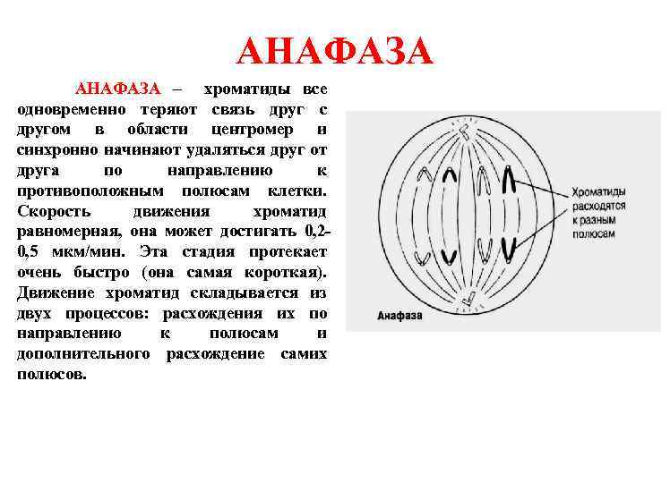 Клетка изображенная на рисунке находится в состоянии анафазы находится в состоянии метафазы