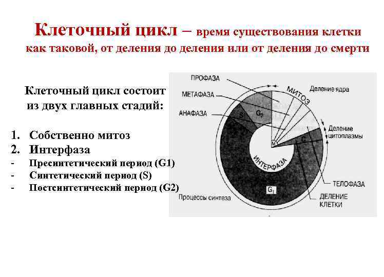 Какой тип деления клеток изображен на рисунке какая фаза деления обозначена на рисунке буквой а