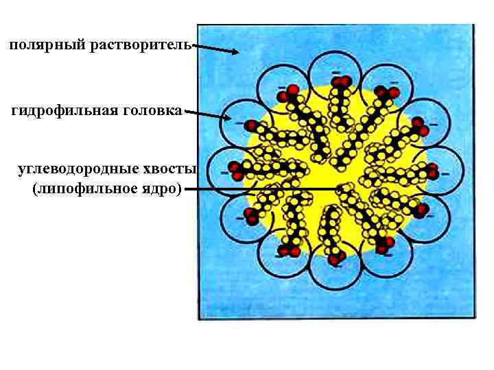 полярный растворитель гидрофильная головка углеводородные хвосты (липофильное ядро) 