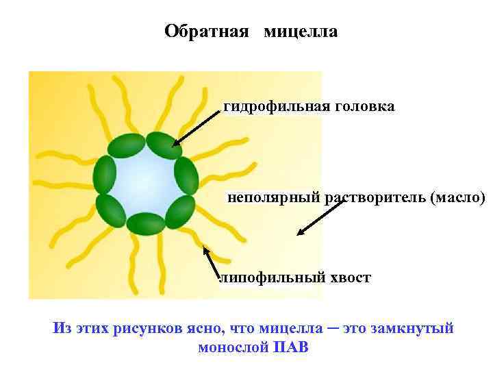 Обратная мицелла гидрофильная головка неполярный растворитель (масло) липофильный хвост Из этих рисунков ясно, что