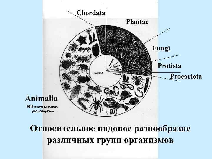 Chordata Plantae Fungi Protista Procariota Animalia 80% всего видового разнообразия Относительное видовое разнообразие различных