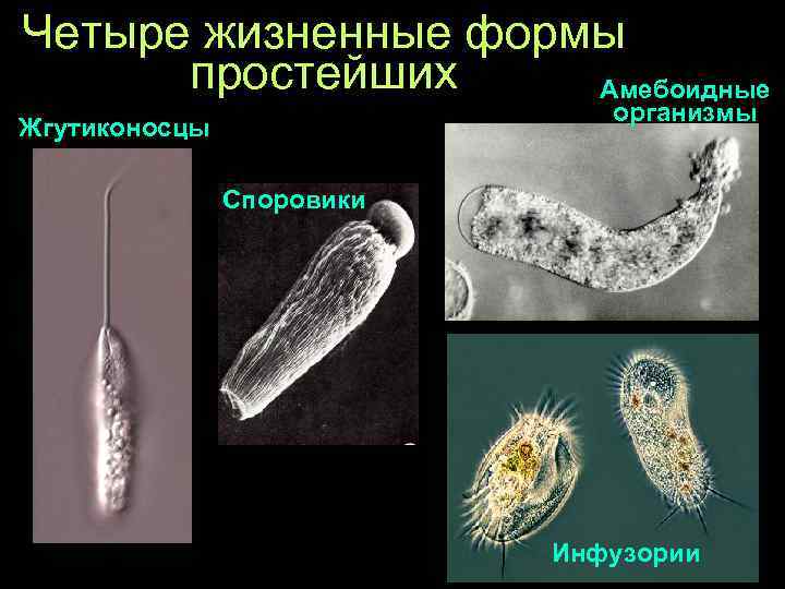 Четыре жизненные формы простейших Амебоидные организмы Жгутиконосцы Споровики Инфузории 