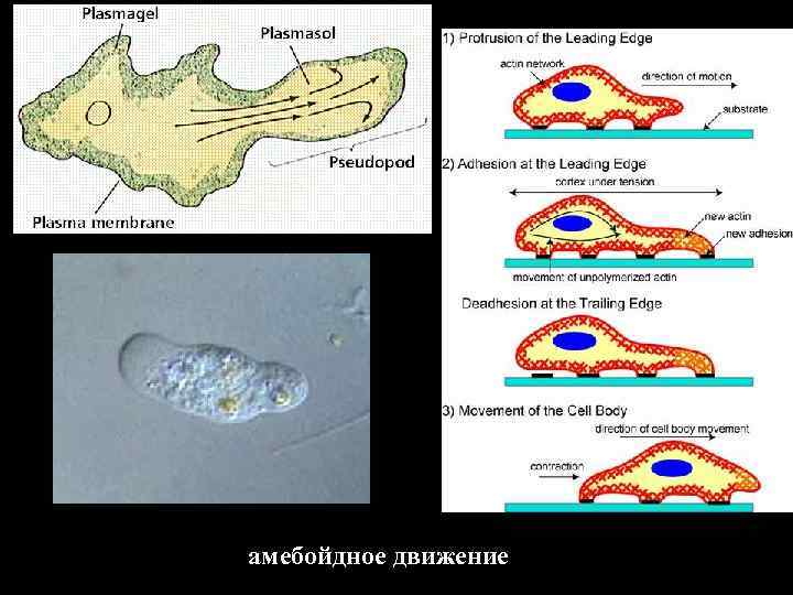 амебойдное движение 