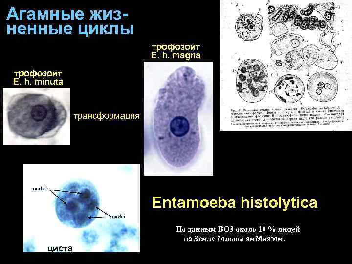 Агамные жизненные циклы трофозоит E. h. magna трофозоит E. h. minuta трансформация Entamoeba histolytica