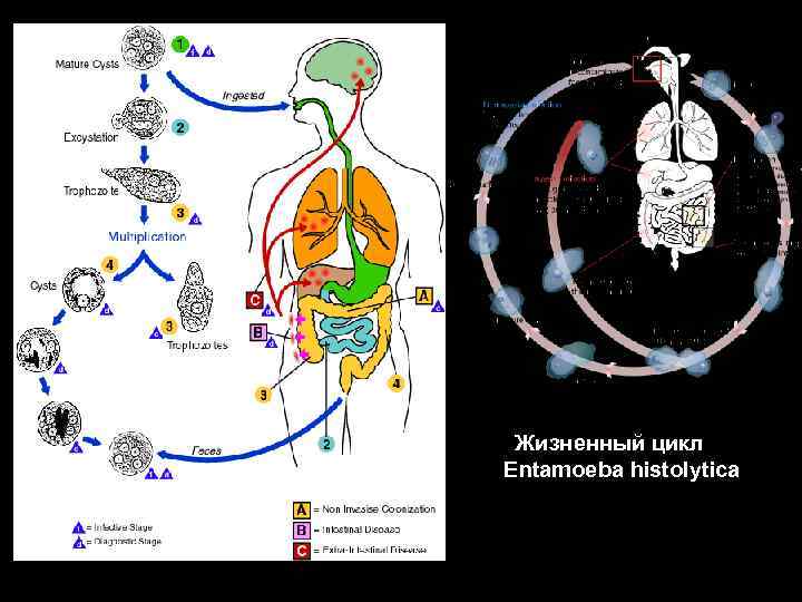 Жизненный цикл entamoeba histolytica схема