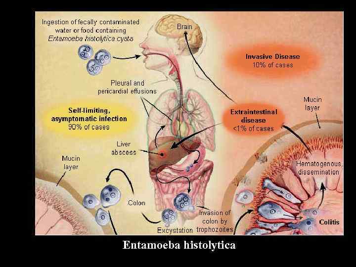 Entamoeba histolytica 