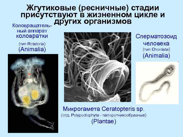 Жгутиковые (ресничные) стадии присутствуют в жизненном цикле и других организмов Коловращательный аппарат коловратки Сперматозоид