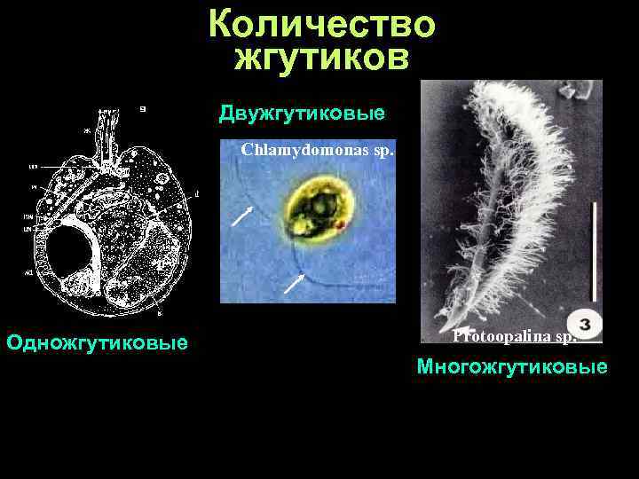 Количество жгутиков Двужгутиковые Chlamydomonas sp. Одножгутиковые Protoopalina sp. Многожгутиковые 