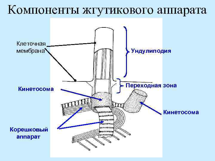 Строение жгутика эукариот