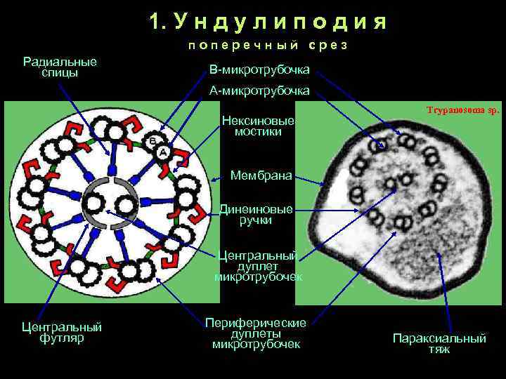 1. У н д у л и п о д и я поперечный срез