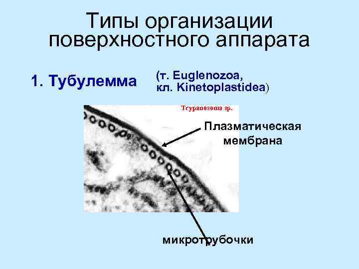 Типы организации поверхностного аппарата 1. Тубулемма (т. Euglenozoa, кл. Kinetoplastidea) Trypanosoma sp. Плазматическая мембрана