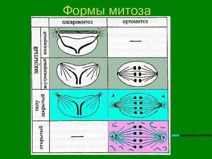 Формы митоза многоклеточные 