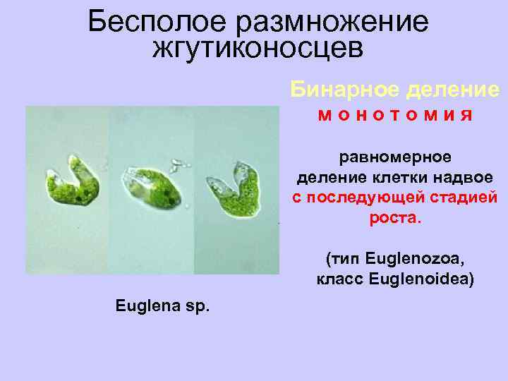 Бесполое размножение жгутиконосцев Бинарное деление монотомия равномерное деление клетки надвое с последующей стадией роста.