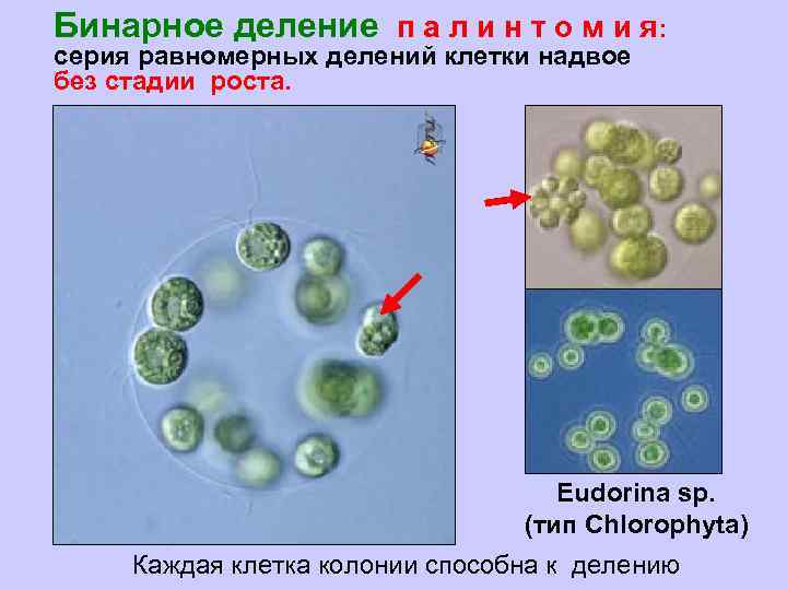 Бинарное деление п а л и н т о м и я: серия равномерных