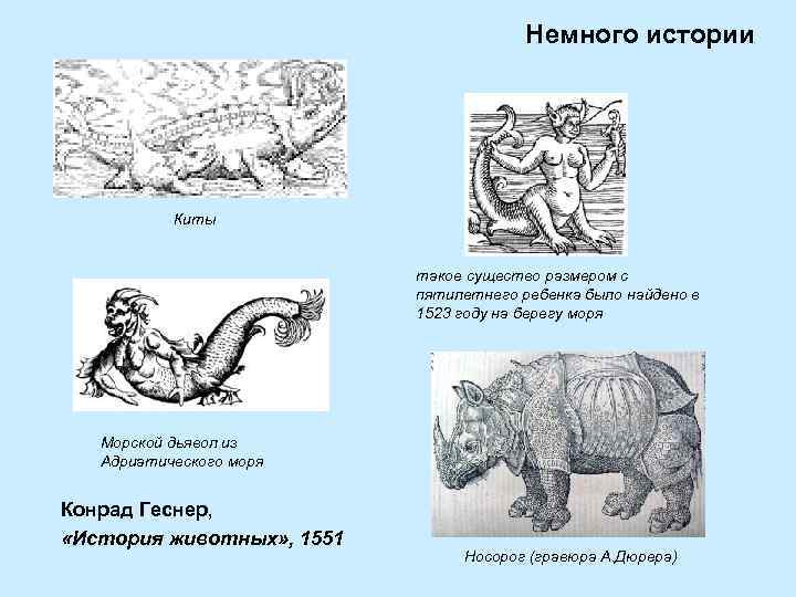 Немного истории Киты такое существо размером с пятилетнего ребенка было найдено в 1523 году