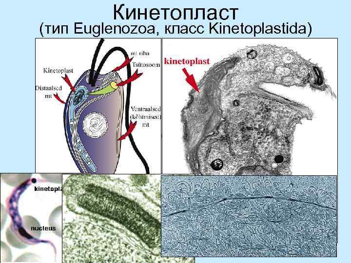 Кинетопласт (тип Euglenozoa, класс Kinetoplastida) 