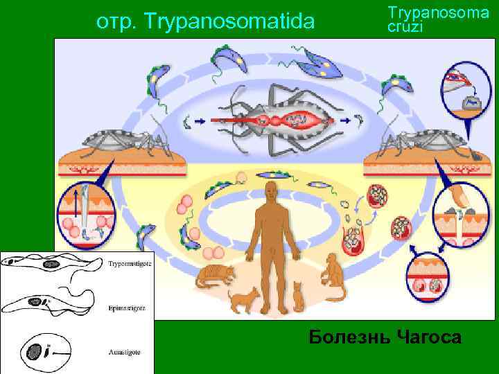 oтр. Trypanosomatida Trypanosoma cruzi Болезнь Чагоса 