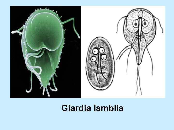 Giardia lamblia 