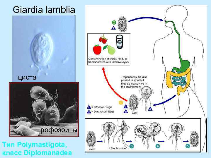 Giardia lamblia циста трофозоиты Тип Polymastigota, класс Diplomanadea 