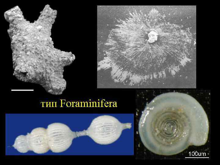 тип Foraminifera 