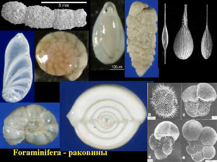 Foraminifera - раковины 