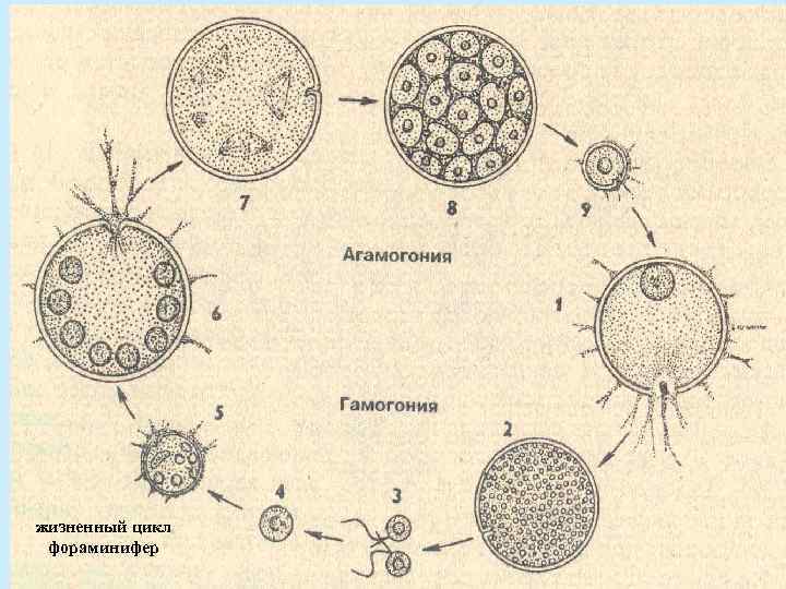 жизненный цикл фораминифер 