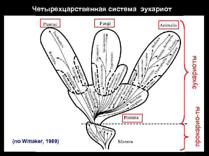 (по Wittaker, 1969) прокарио-ты эукариоты Четырехцарственная система эукариот 