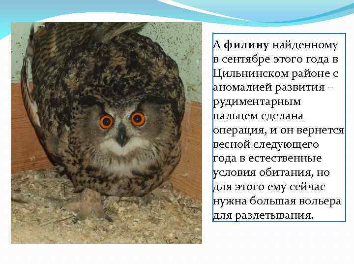 А филину найденному в сентябре этого года в Цильнинском районе с аномалией развития –