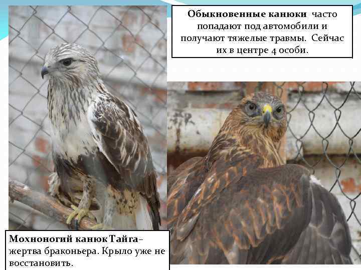 Обыкновенные канюки часто попадают под автомобили и получают тяжелые травмы. Сейчас их в центре