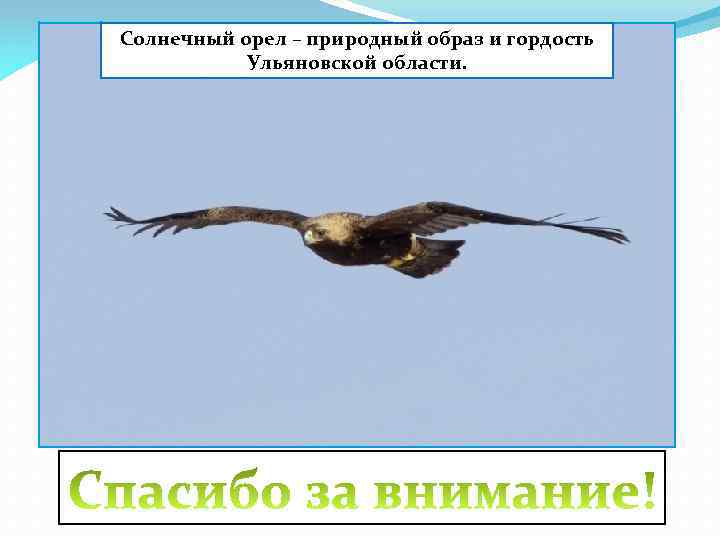 Солнечный орел – природный образ и гордость Ульяновской области. 