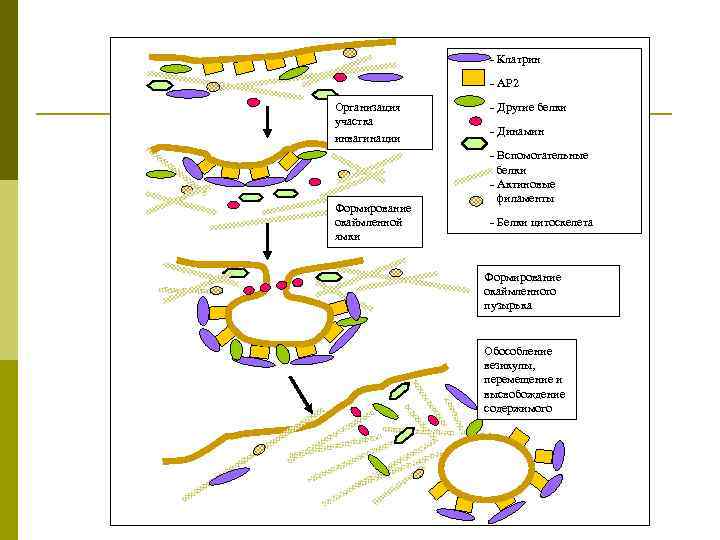  - Клатрин - АР 2 Организация участка инвагинации Формирование окаймленной ямки - Другие