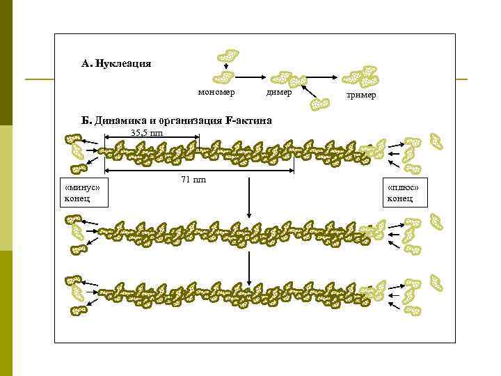 А. Нуклеация мономер димер тример Б. Динамика и организация F-актина 35, 5 nm «минус»