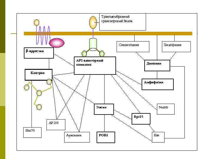Трансмембранный транспортный белок Синаптоянин Эндофилин b-аррестин АР 2 адапторный комплекс Динамин Клатрин Амфифизин Эпсин