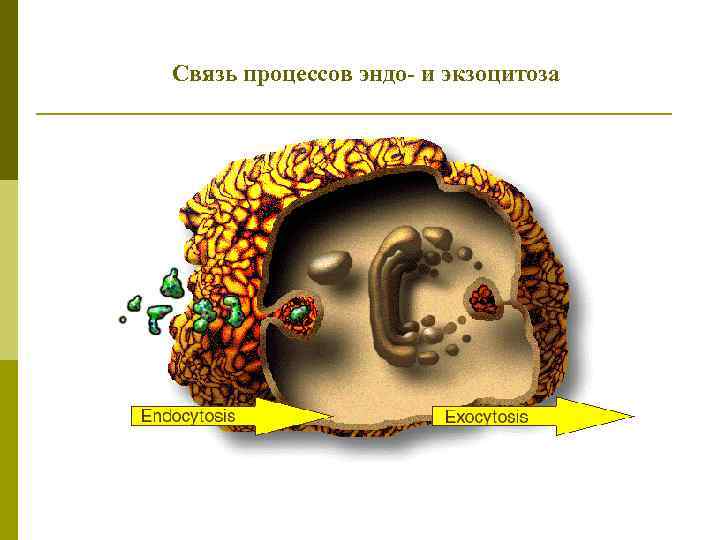 Связь процессов эндо- и экзоцитоза 