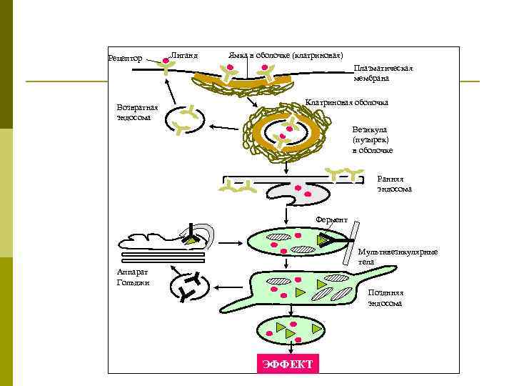 Рецептор Лиганд Ямка в оболочке (клатриновая) Плазматическая мембрана Возвратная эндосома Клатриновая оболочка Везикула (пузырек)