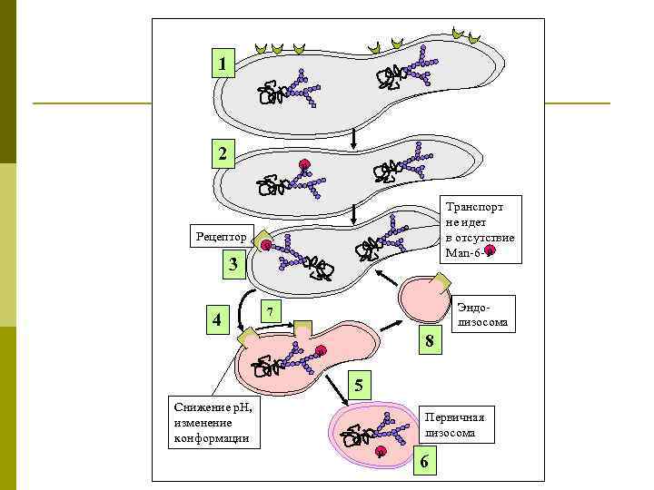 1 2 р Рецептор Транспорт не идет в отсутствие Man-6 - р р 3