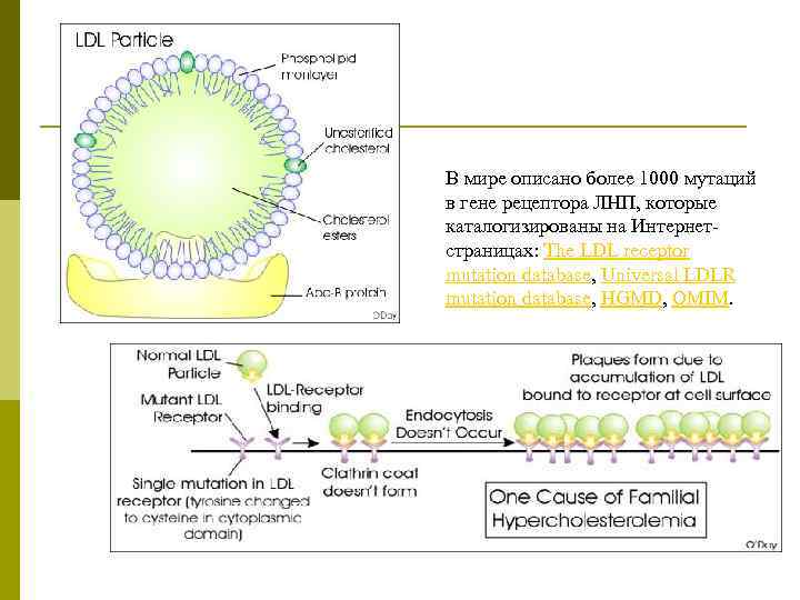 В мире описано более 1000 мутаций в гене рецептора ЛНП, которые каталогизированы на Интернетcтраницах: