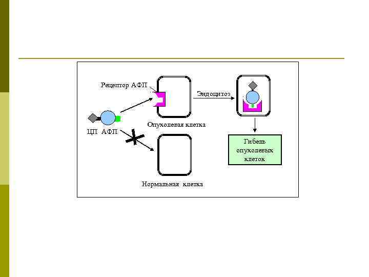 Рецептор АФП Эндоцитоз ЦП АФП Опухолевая клетка Гибель опухолевых клеток Нормальная клетка 
