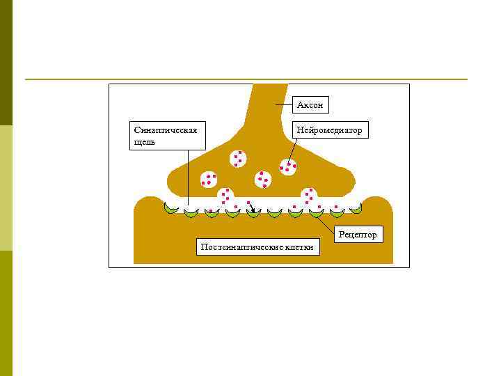 Аксон Синаптическая щель Нейромедиатор Рецептор Постсинаптические клетки 