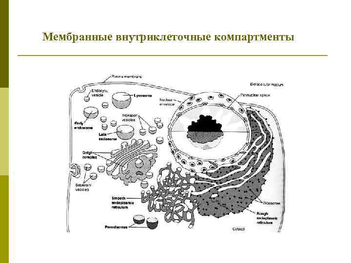Мембранные внутриклеточные компартменты 