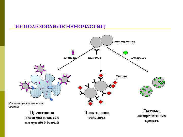 ИСПОЛЬЗОВАНИЕ НАНОЧАСТИЦ наночастицы антиген антитело лекарство Токсин Антигенпредставляющая клетка Презентация антигена и запуск иммунного