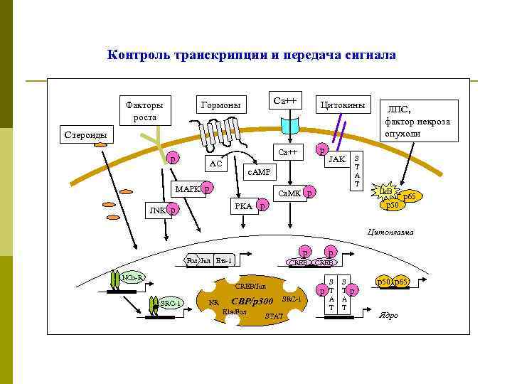 Контроль транскрипции и передача сигнала Факторы роста Са++ Гормоны Цитокины Стероиды р Са++ р